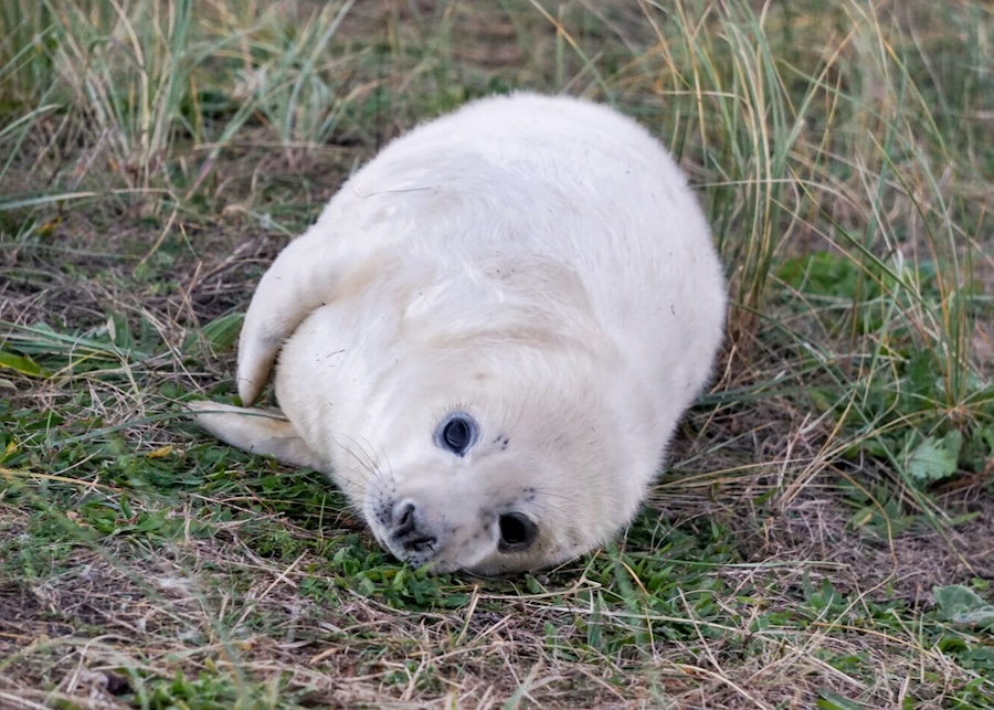 Grey seal pup at Donna Nook seal colony in Lincolnshire