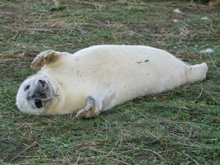 A cute, and fluffy, white seal pup lying on the grass - cover photo for Donna Nook Seals