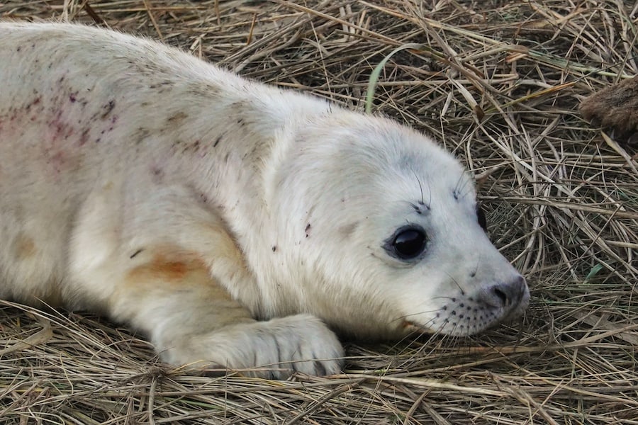 Seal cub at Donna Nook, fur still white and fluffy