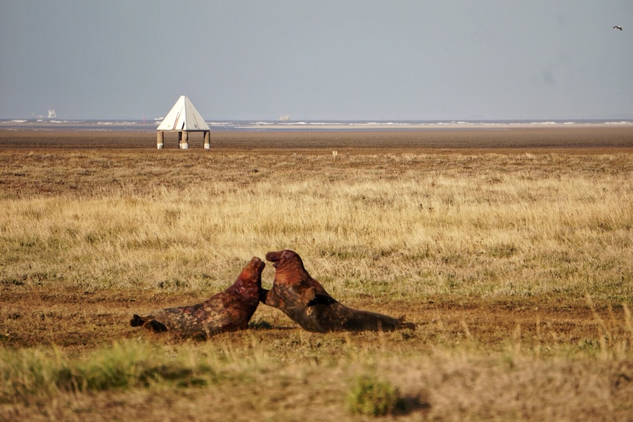 Two male seal bulls are fighting and covered in blood