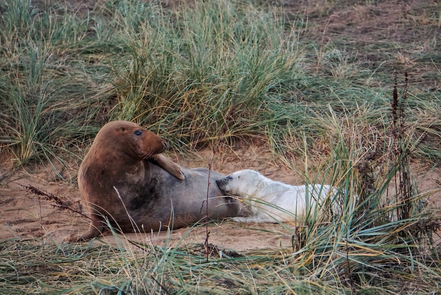 A seal pup suckling milk from a mother grey seal at Donna Nook