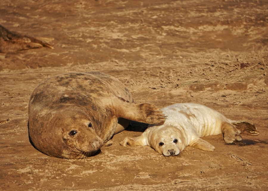 Grey seal with her young seal pup that still has a white coat