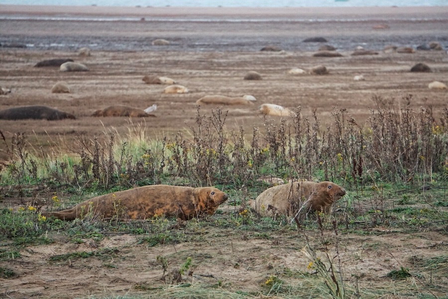 Two grey seals on the grass bank at Donna Nook