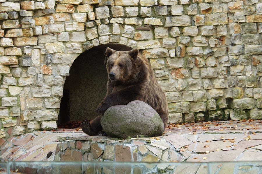 Brown bear sitting beside stone enclosure wall in a wildlife park