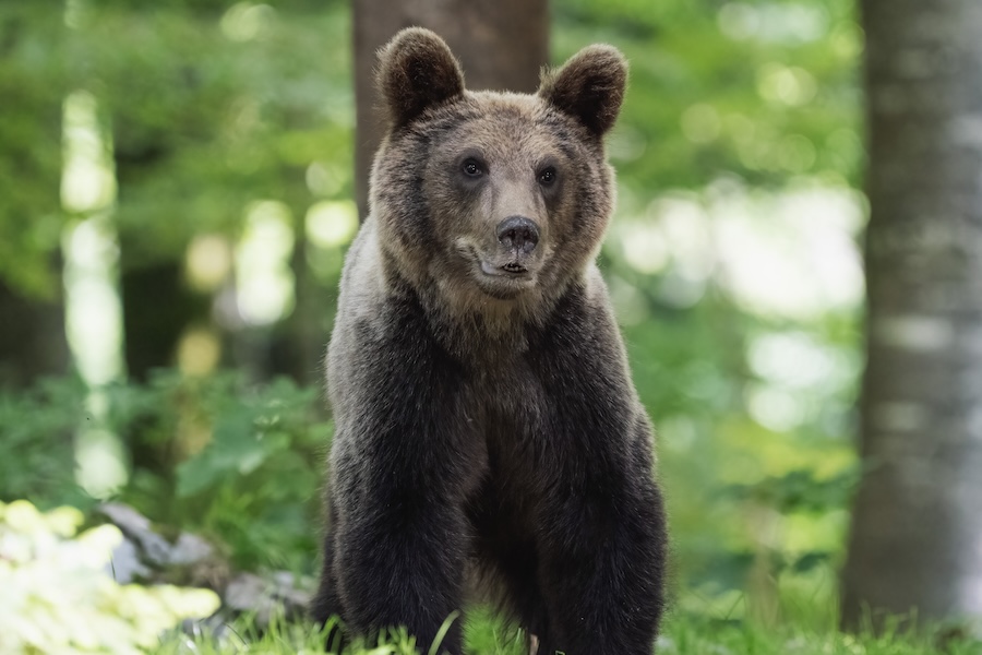 European brown bear standing in forest clearing