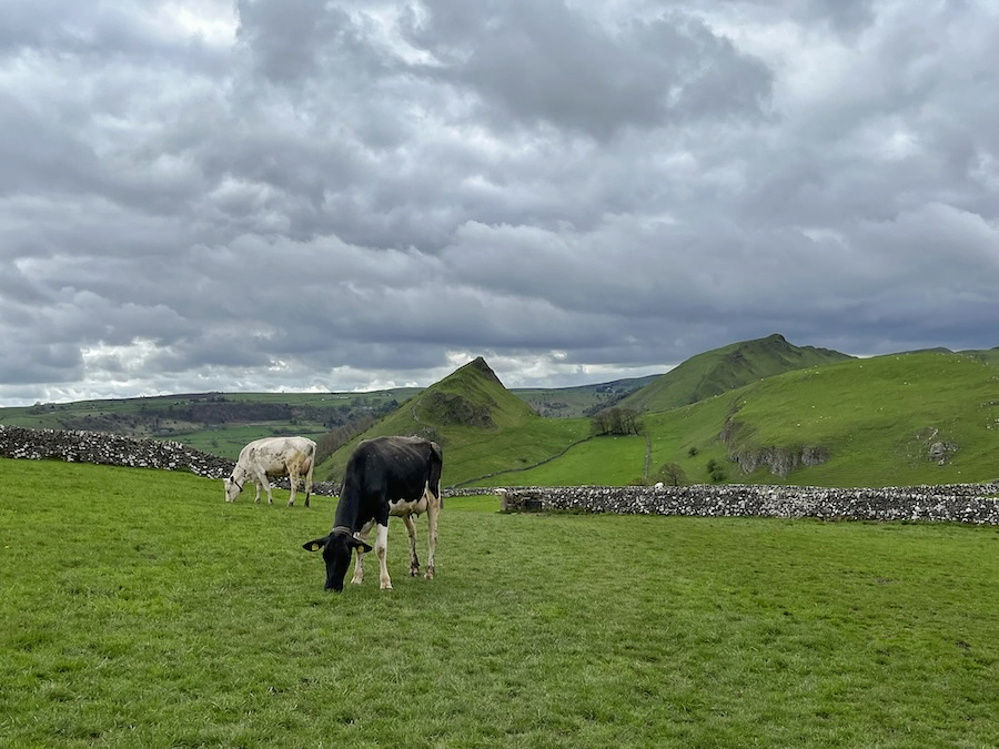 View of Chrome Hill from the valley fields in the Peak District with cows grazing